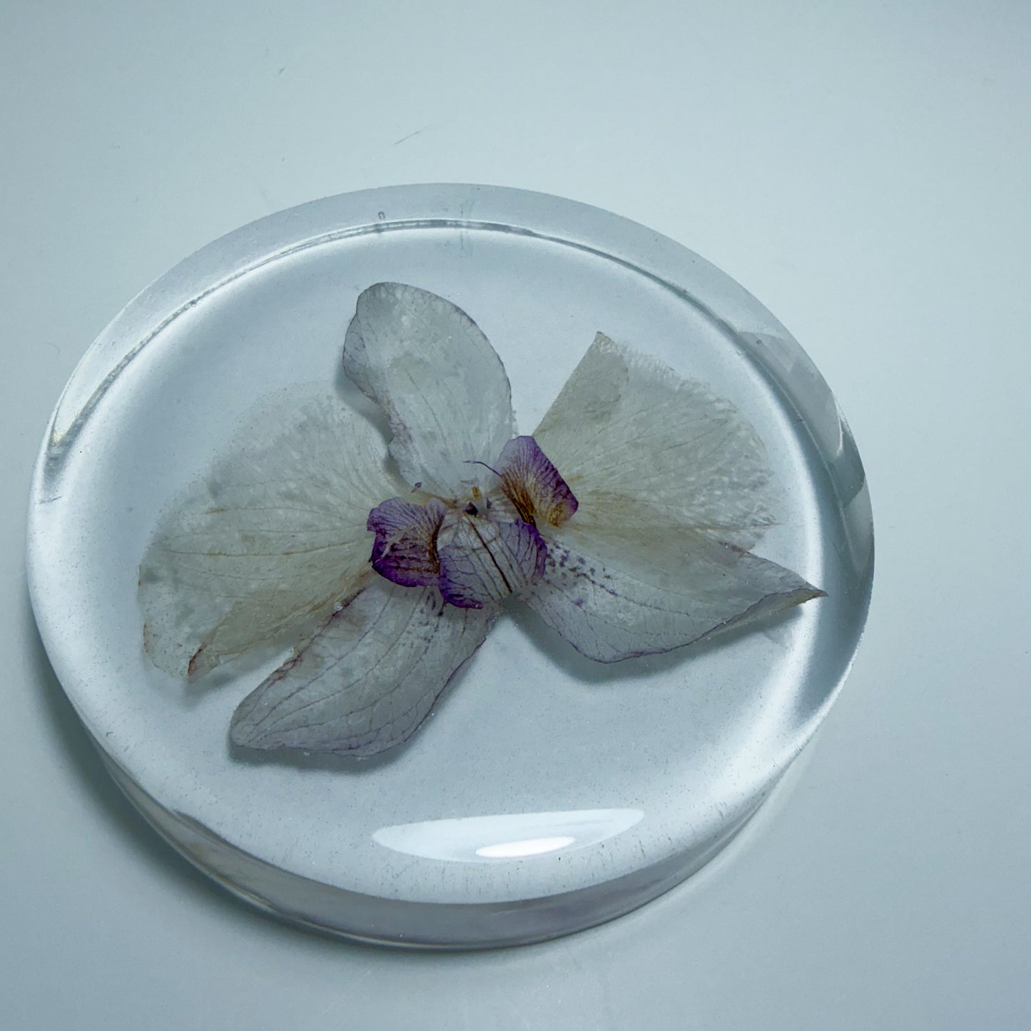 White Orchid Coaster