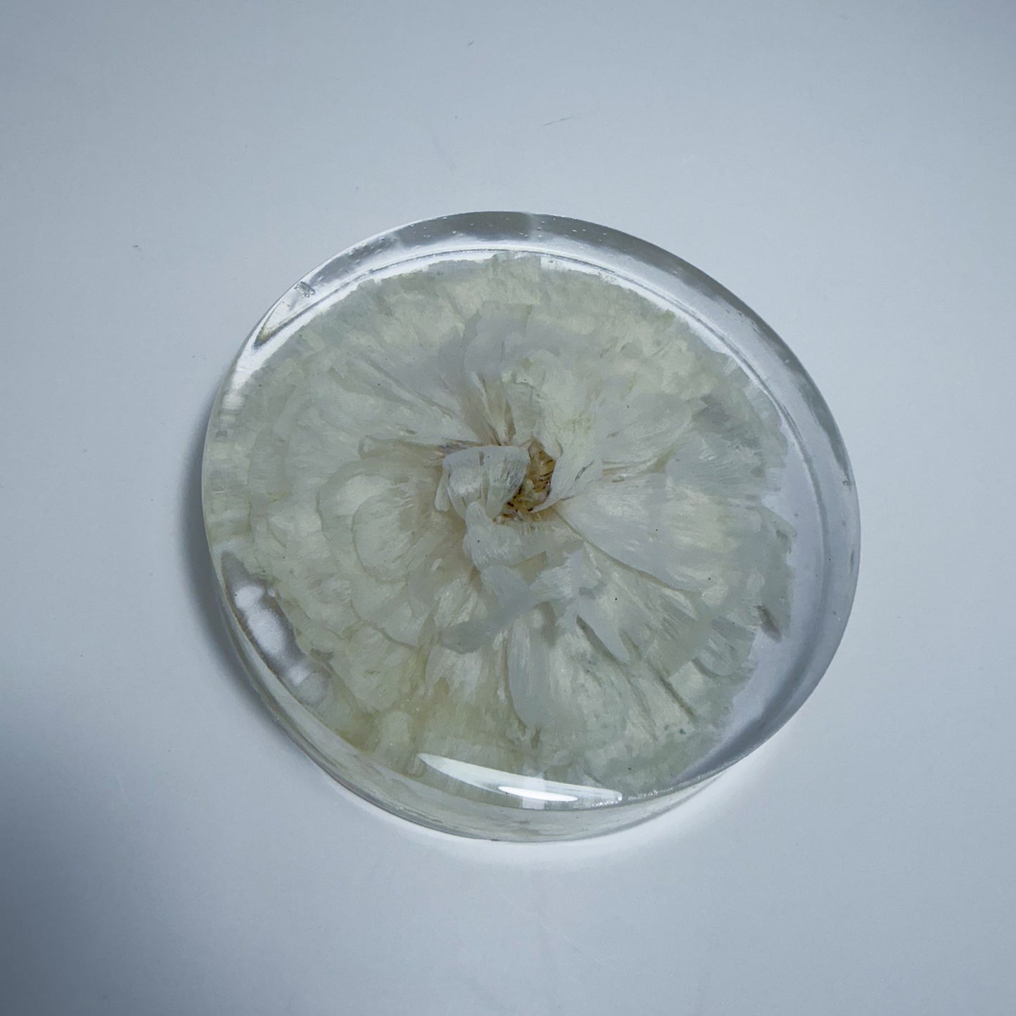 White Ranunculus Coaster