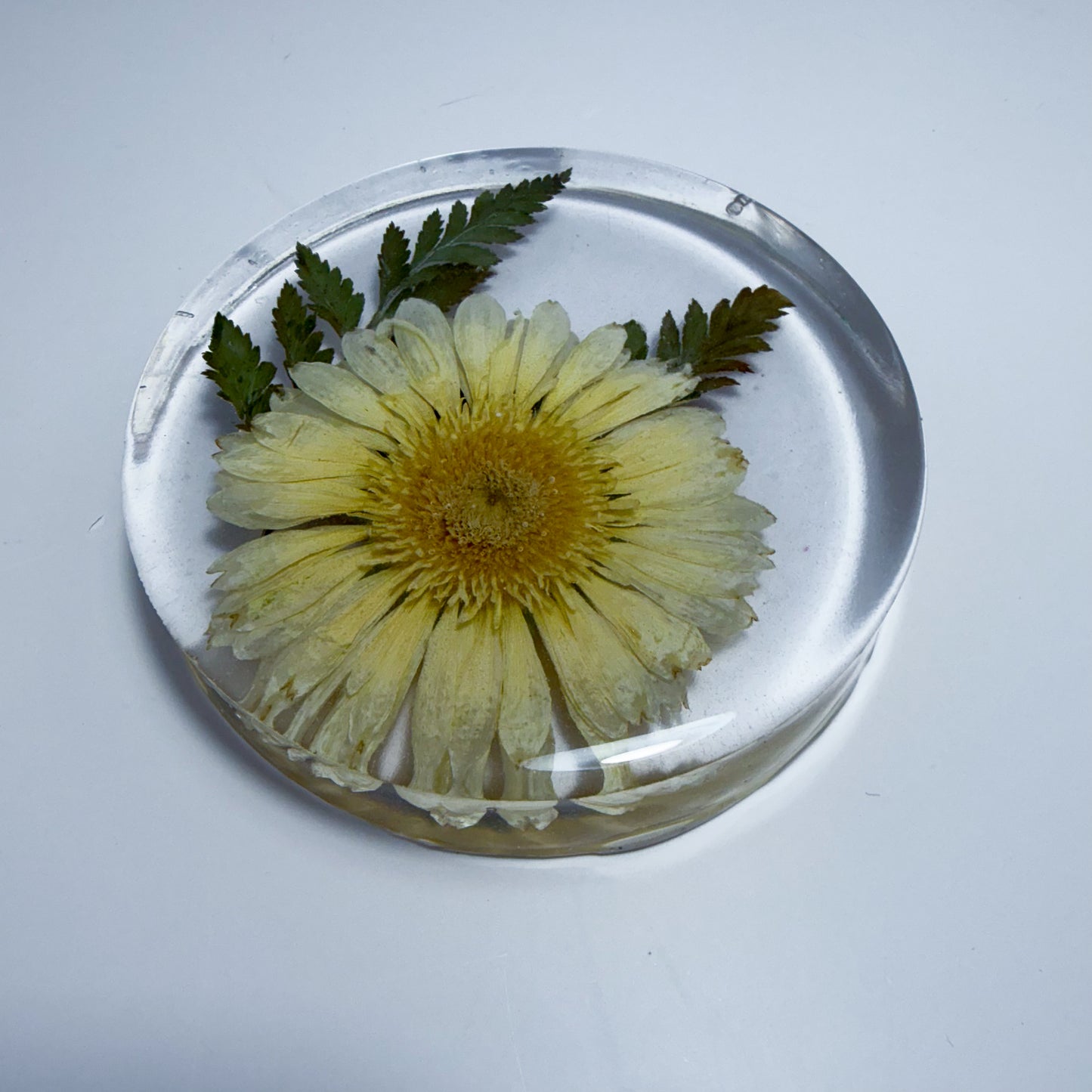 Crown Daisy Coaster
