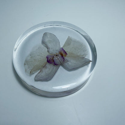 White Orchid Coaster