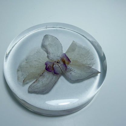 White Orchid Coaster