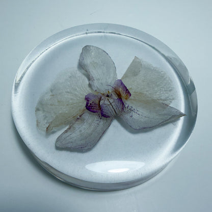 White Orchid Coaster