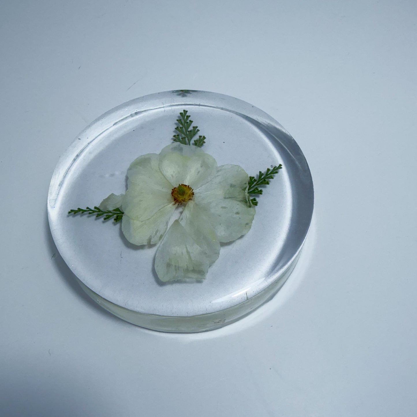 Cherokee Rose Coaster