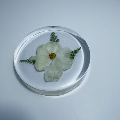 Cherokee Rose Coaster