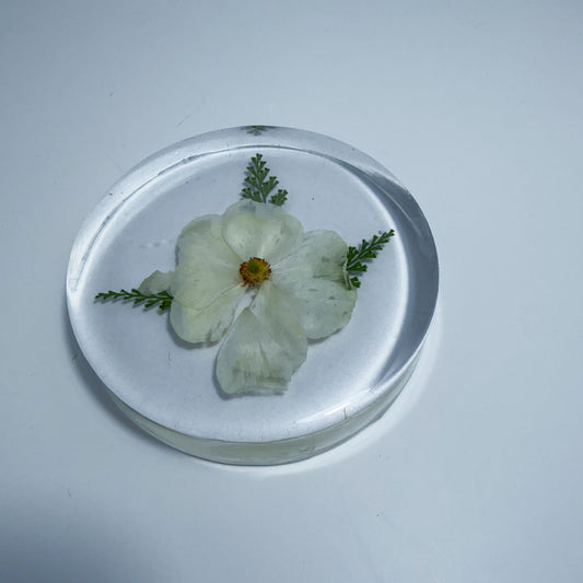 Cherokee Rose Coaster