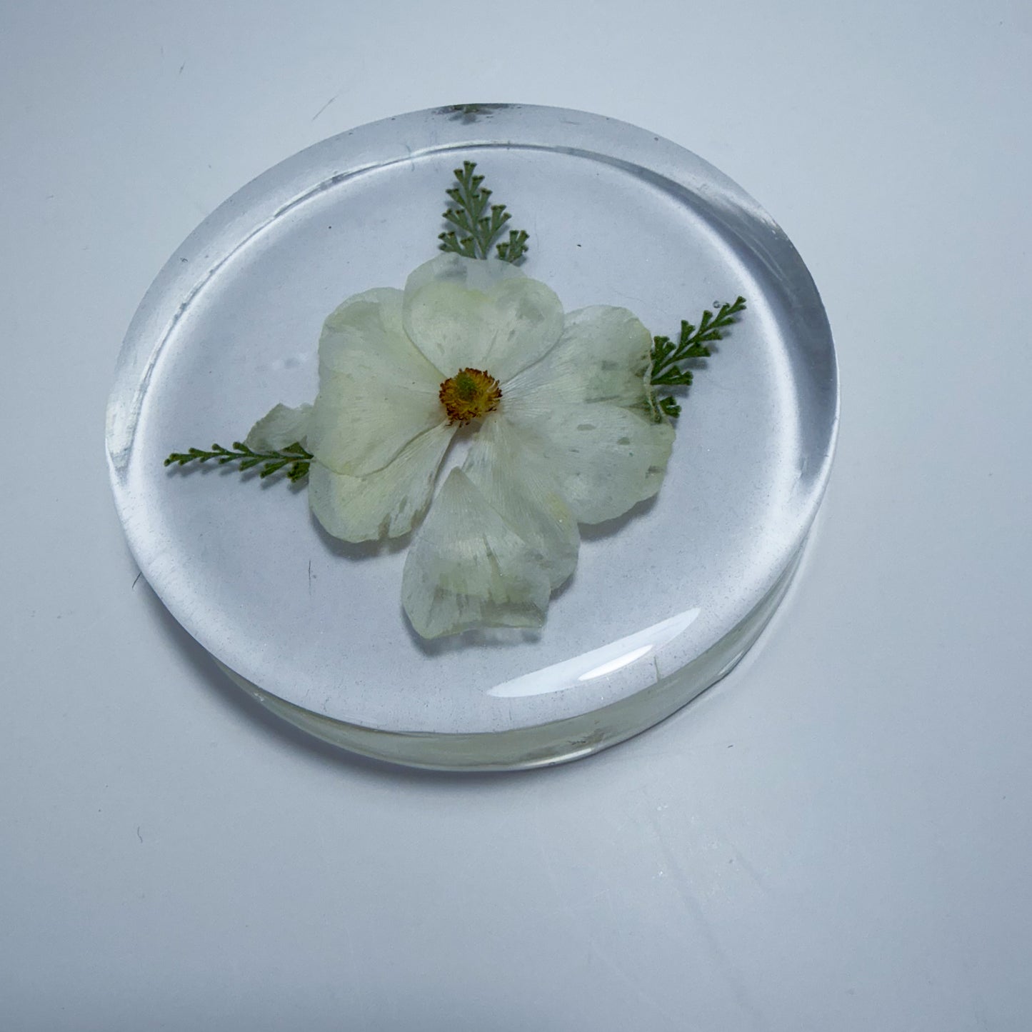 Cherokee Rose Coaster