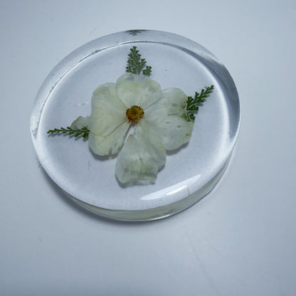 Cherokee Rose Coaster