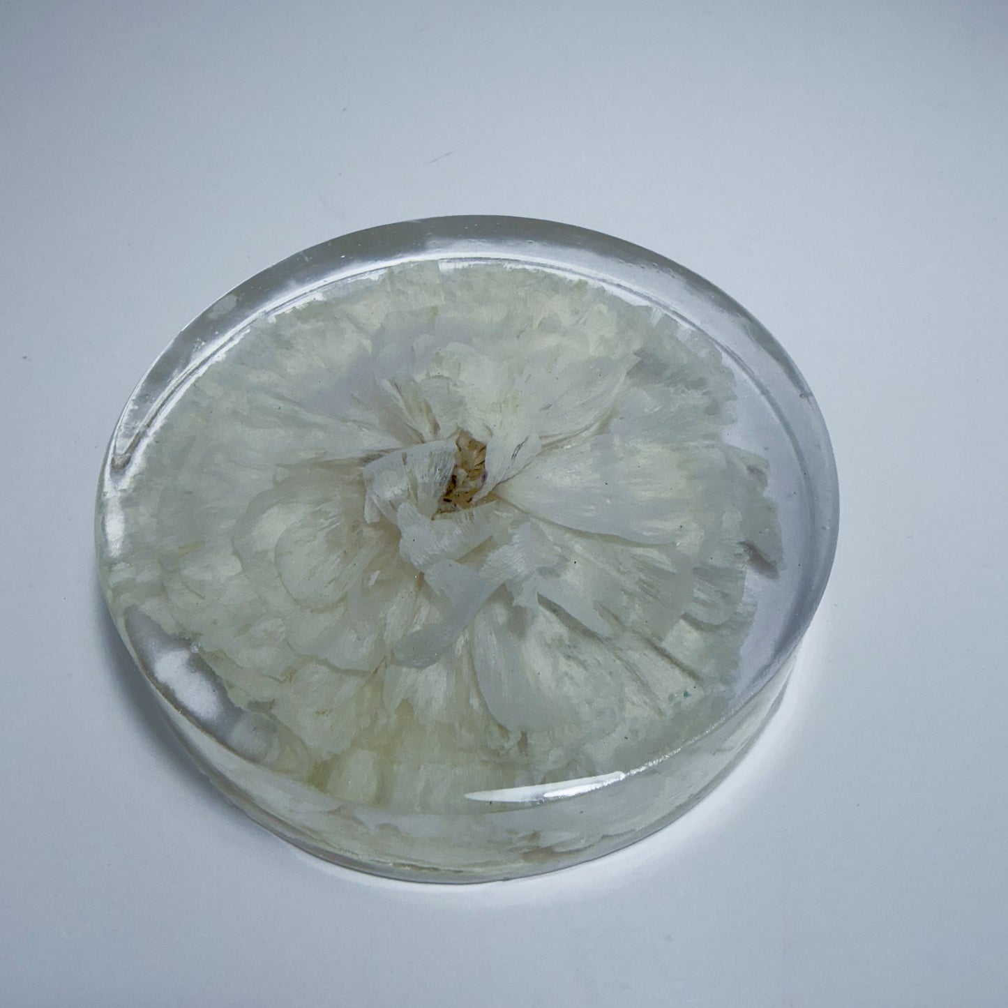 White Ranunculus Coaster