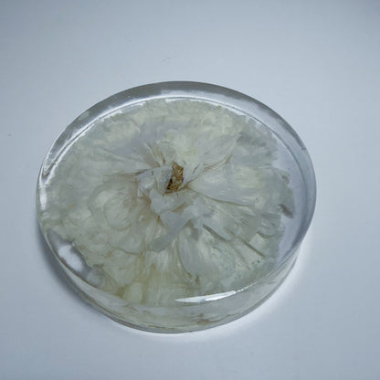 White Ranunculus Coaster