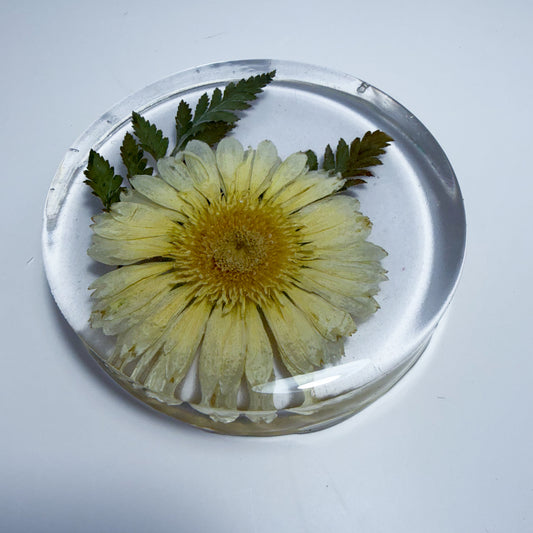 Crown Daisy Coaster