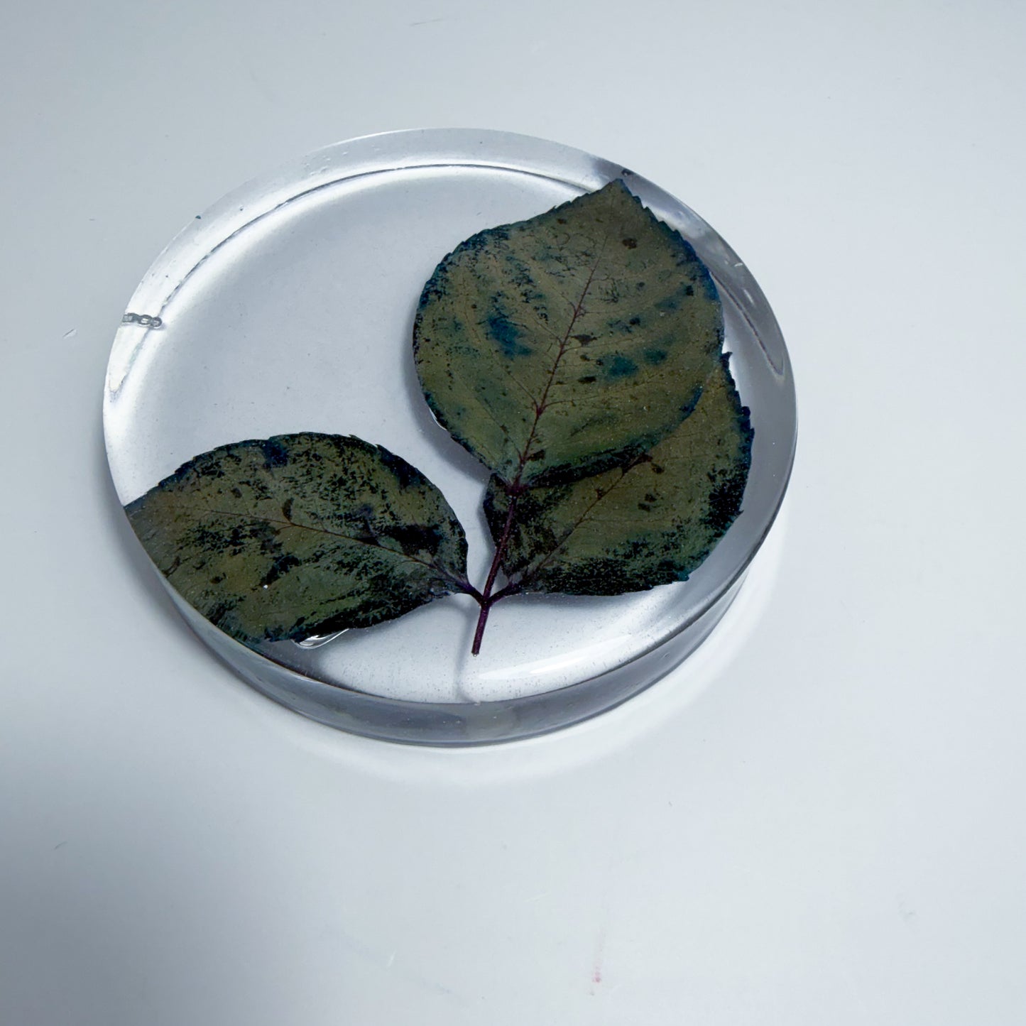 Leaves Coaster
