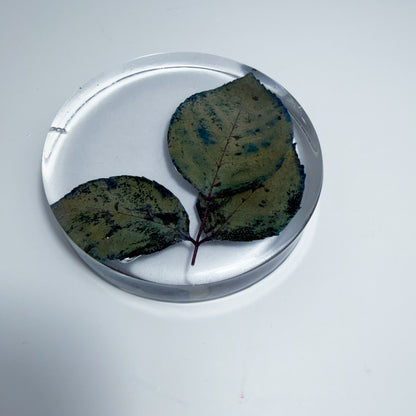 Leaves Coaster