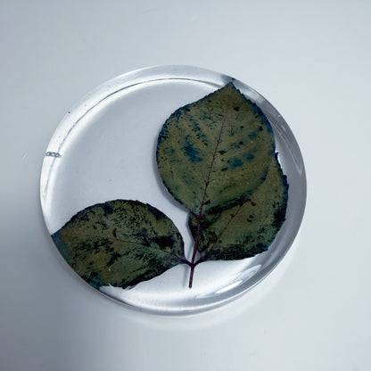 Leaves Coaster