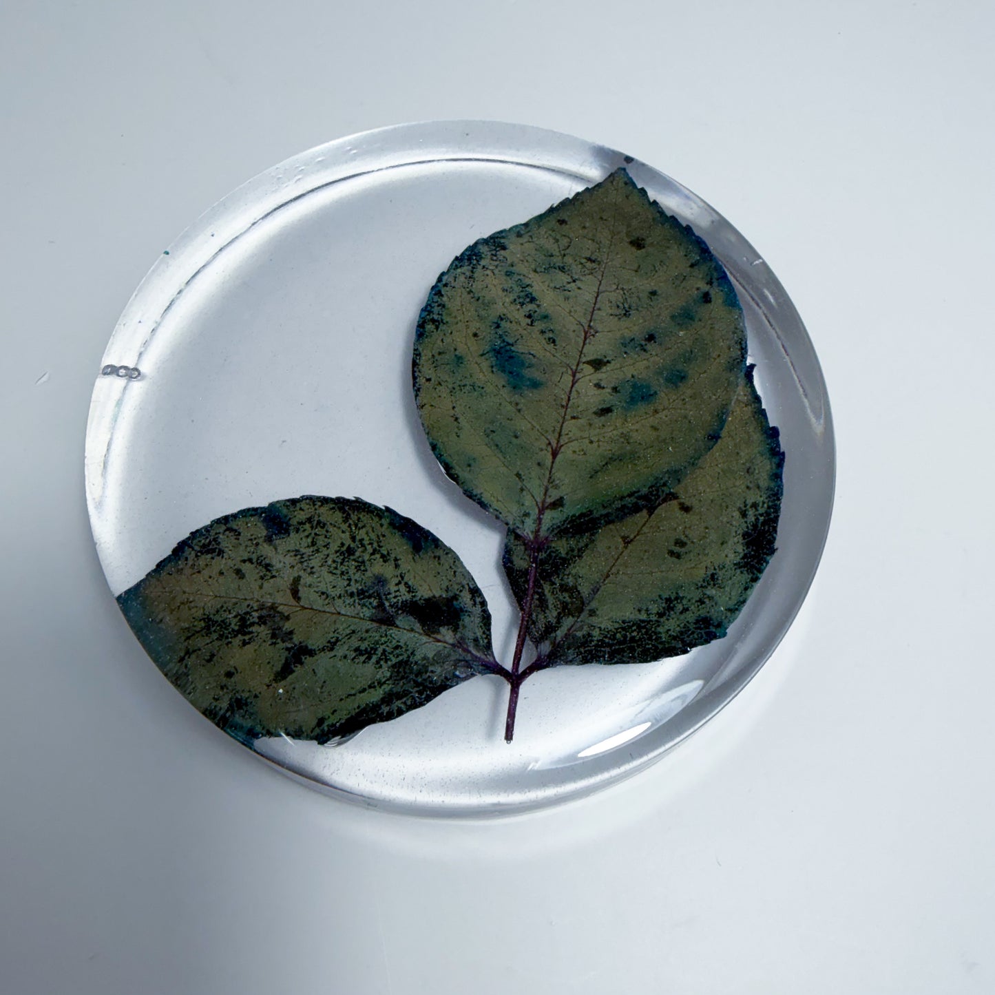 Leaves Coaster