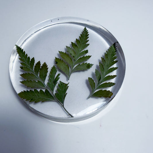 Tiny Ferns Coaster