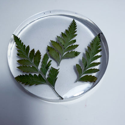 Tiny Ferns Coaster